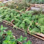Diksónia antarktická (Dicksonia antarctica) – výška 20-30 cm, Ø 30-40 cm, kont.C2L 
